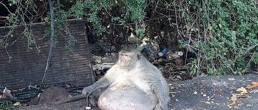 バンコクのバーンクンティアン区で見つかった「太り過ぎの猿」　©posttoday
