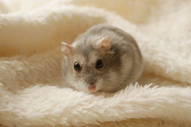 ทายใจ ญี่ปุ่น ปัญหา