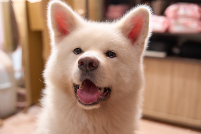 ทายใจ ญี่ปุ่น ปัญหา