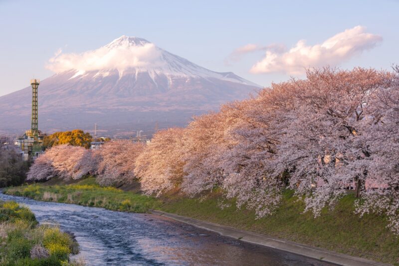 ซากุระ ชิสุโอกะ