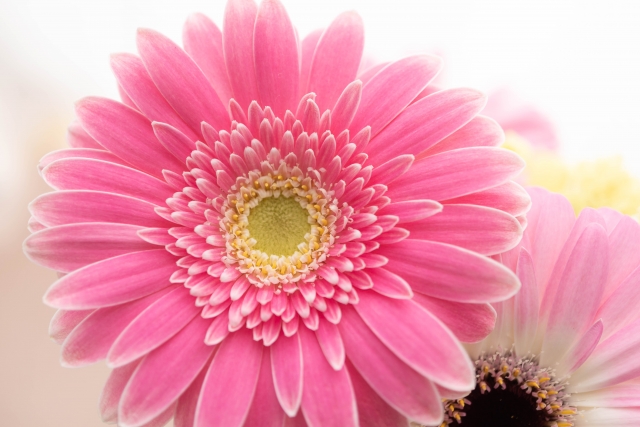 ดอกไม้ ขอบคุณ ญี่ปุ่น