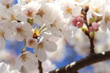 チェンライが日本の桜で新たな観光地開発