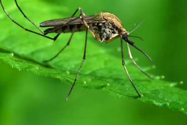 タイのデング熱感染率2014と防止策