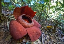 タイ南部で世界で一番大きな花『ブアプット』が咲いた © baagklong