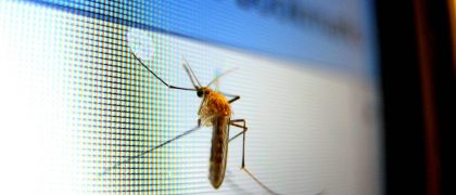 タイでデング熱が前年同期比2.2倍になり感染予防喚起