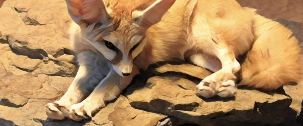 今期二度目、動物をスーツケースに入れて出国を試みた日本人が逮捕