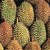世界一臭いお祭り！「World Durian Festival（世界ドリアンフェスティバル）」