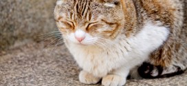 バンコクでモフモフできる人気の猫カフェ３選