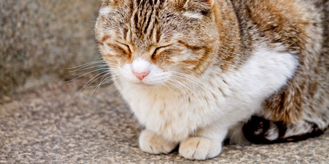 バンコクでモフモフできる人気の猫カフェ３選